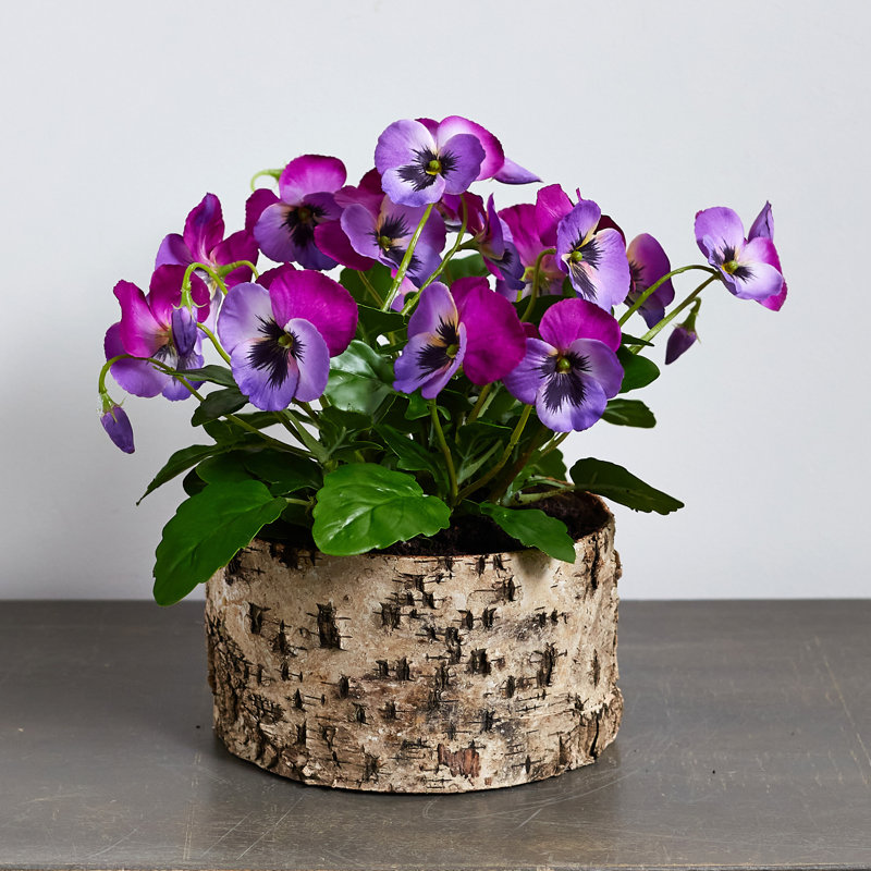 Bayou Breeze Pansy Floral Arrangement in Planter Wayfair